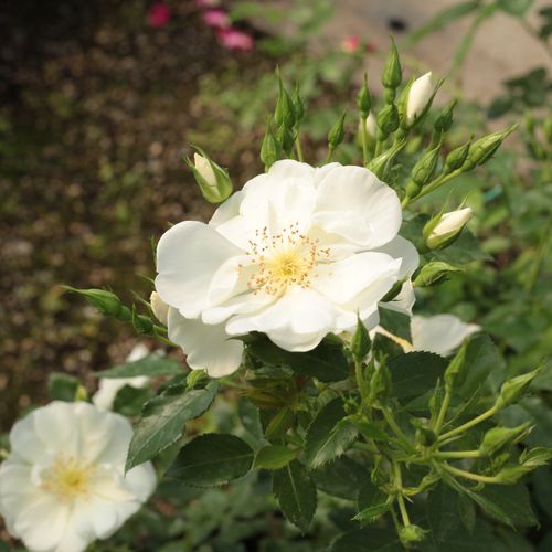 Rosa White Flower Carpet - blanco - Árbol de Rosas Flor Simple - rosal de pie alto- froma de corona llorona
